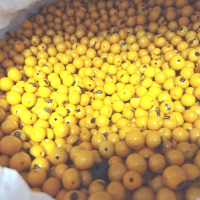 Yellow Açaí Seeds