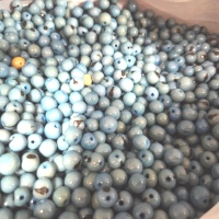 Light Blue Açaí Seeds