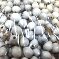 Gray Açaí Seeds
